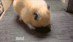 Ӱ